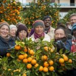 Cultiver des agrumes : une passion abordable pour tous