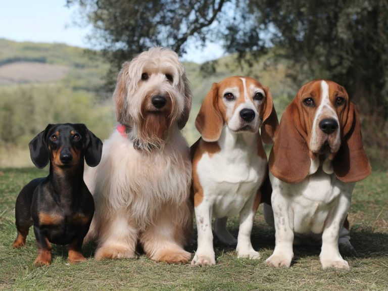 Découvrir les races de chiens truffier : quels choix ?